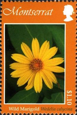 Wild Marigold (Wedelia calycina)