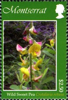 Wild Sweet Pea (Crotalaria retusa)