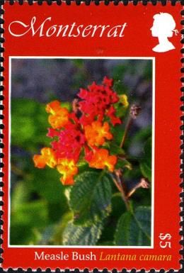 Measle Bush (Lantana camara)