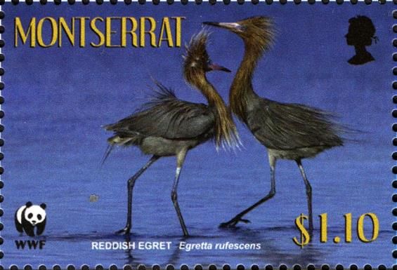 Pair of Reddish Egrets (Egretta rufescens)