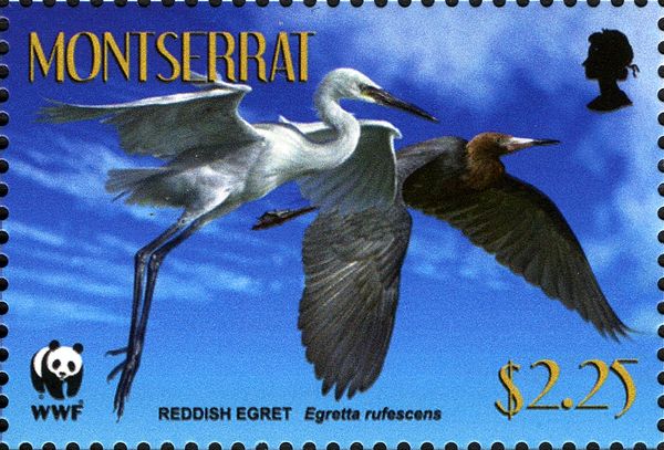 Two Reddish Egrets (Egretta rufescens) in Flight