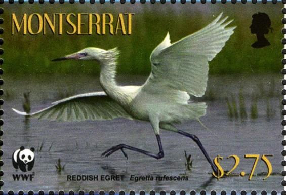 Reddish Egret (Egretta rufescens) Taking Off