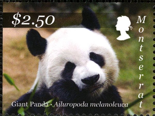 Close-up of Giant Panda eating Bamboo
