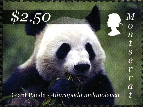 Giant Panda (Ailuropoda melanoleuca) eating Bamboo