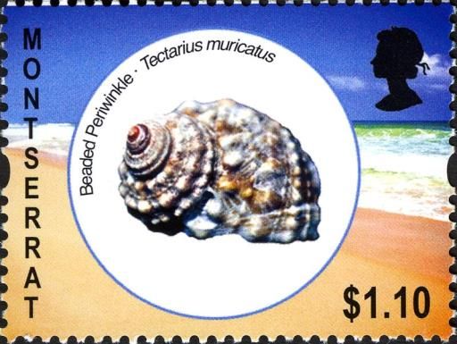 Beaded Periwinkle (Tectarius muricatus)