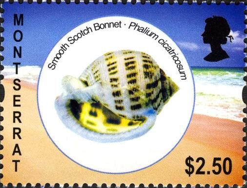Smooth Scotch Bonnet (Phalium cicatricosum)