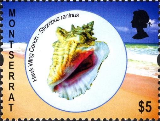 Hawk-wing Conch (Strombus raninus)