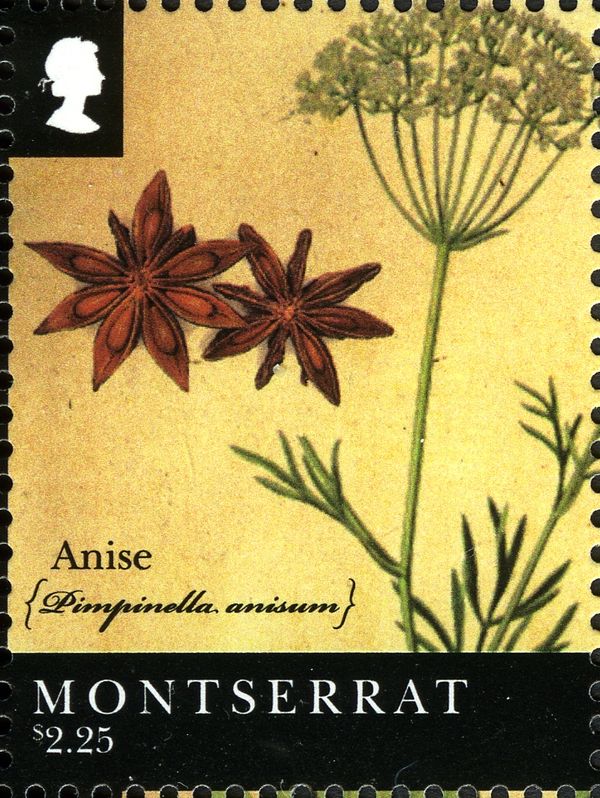 Anise (Pimpinella anisum)