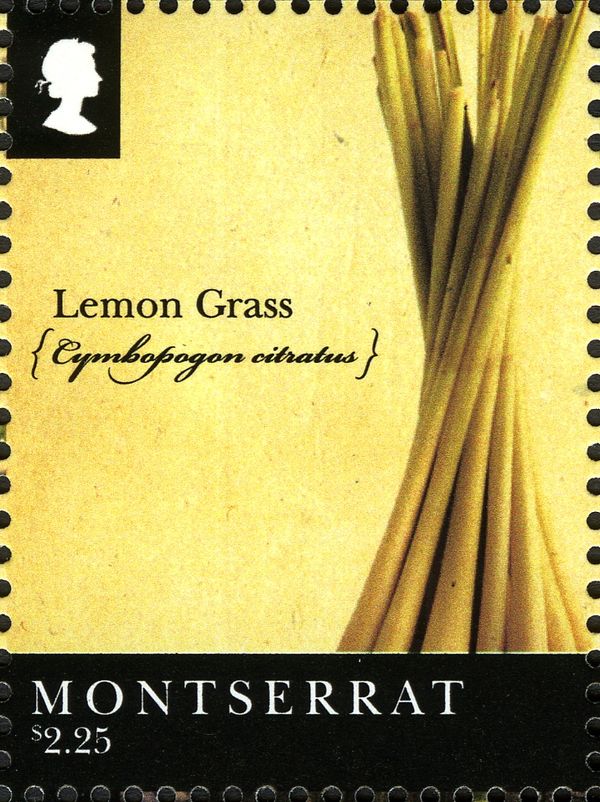 Lemon Grass (Cymbopogan citratus)