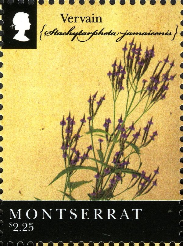 Vervain (Stachylarphila jamaicenis)