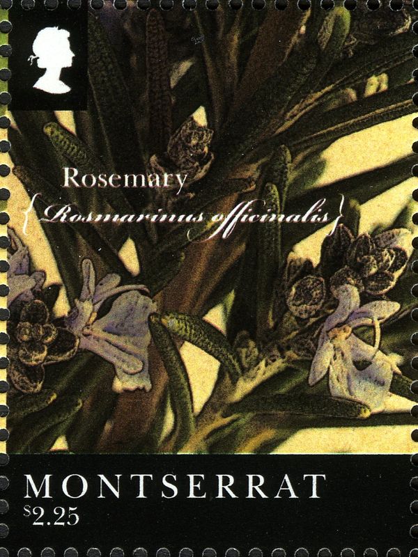 Rosemary (Rosmarinus officinalis)