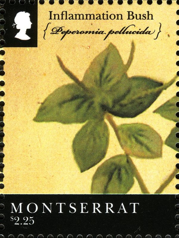 Inflammation Bush (Peperomia pollucida)