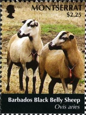 Barbados Black Belly Sheep (Ovis ammon aries)