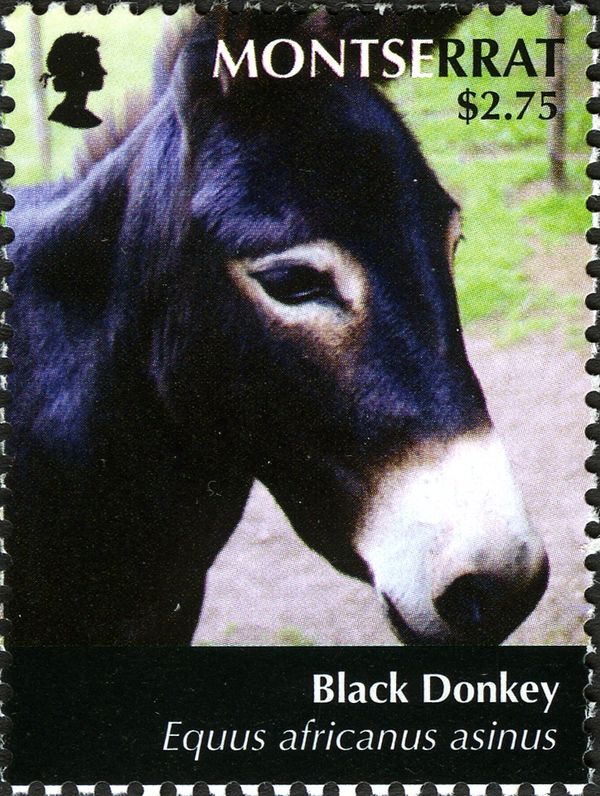 Black Donkey (Equus asinus asinus)