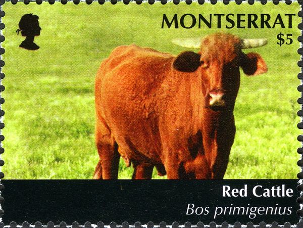Red Cattle (Bos primigenius taurus)