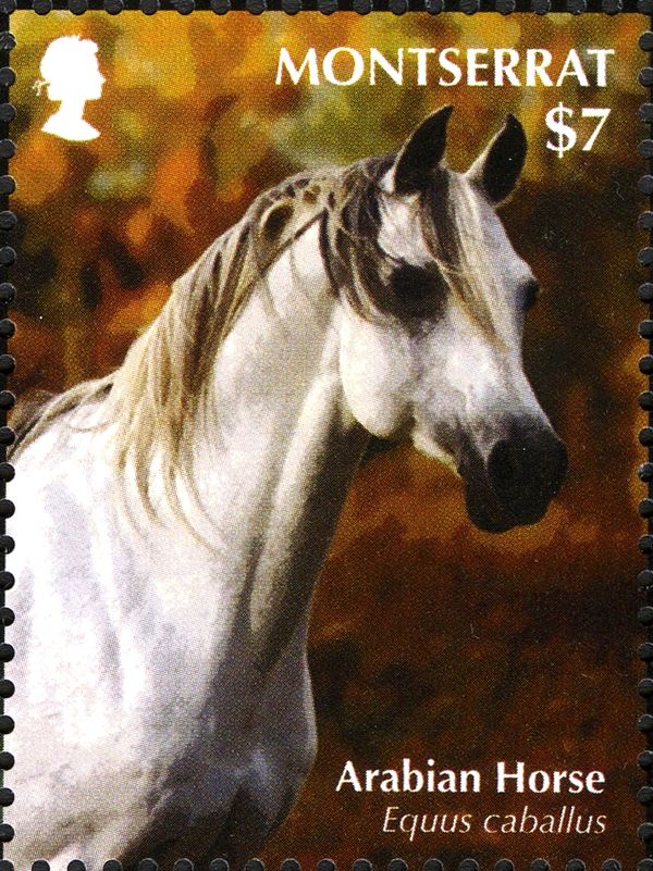 Arabian Horse (Equus ferus caballus)