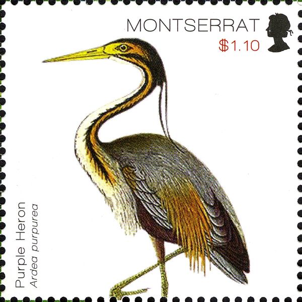 Purple Heron (Ardea purpurea)