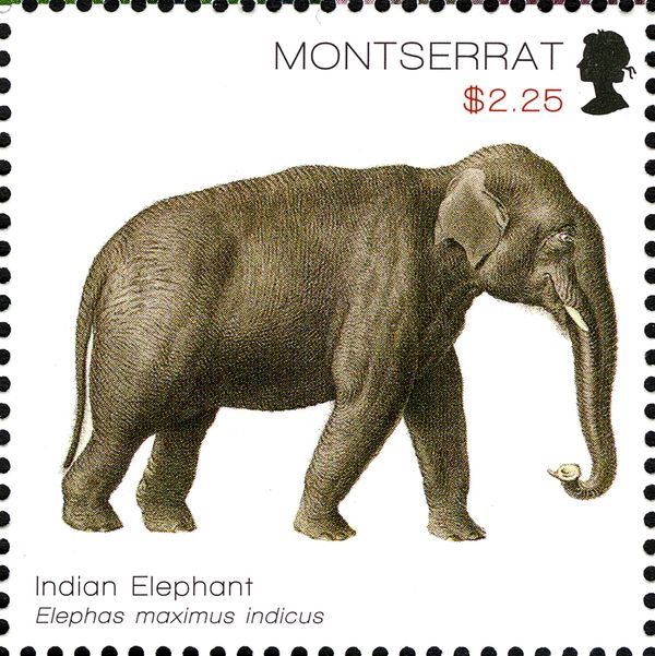 Indian Elephant (Elephas maximus)