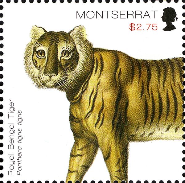 Royal Bengal Tiger (Panthera tigris tigris)