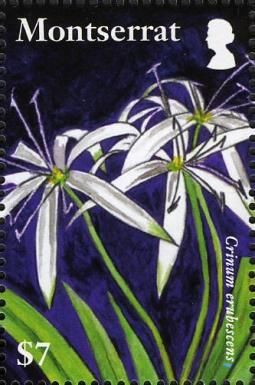Lilies of Montserrat