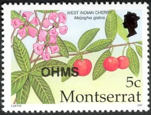 West Indian Cherry (Malpighia glabra) - Overprinted