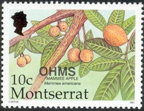 Mammee Apple (Mammea americana) - Overprinted
