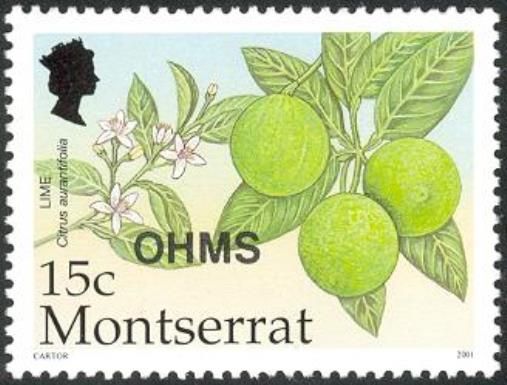 Lime (Citrus aurantifolia) - Overprinted