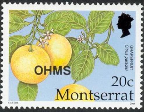 Grapefruit (Citrus paradisi) - Overprinted