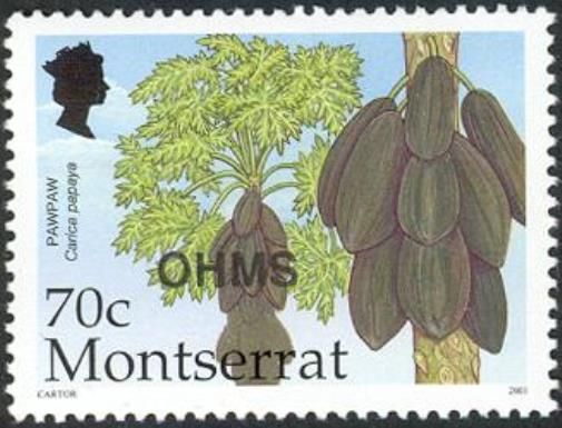 Pawpaw (Carica papaya) - Overprinted