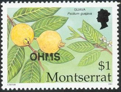 Guava (Psidium guajava) - Overprinted