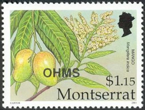 Mango (Mangifera indica) - Overprinted
