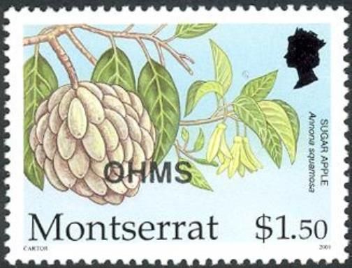 Sugar Apple (Annona squamosa) - Overprinted
