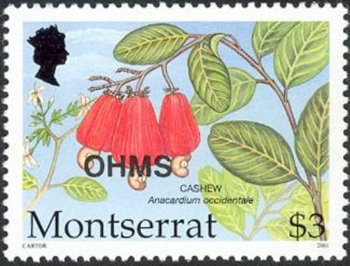 Cashew (Anacardium occidentale) - Overprinted