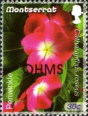 Periwinkle (Catharanthus roseus) - Overprinted