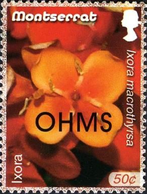Ixora (Ixora macrothyrsa) - Overprinted