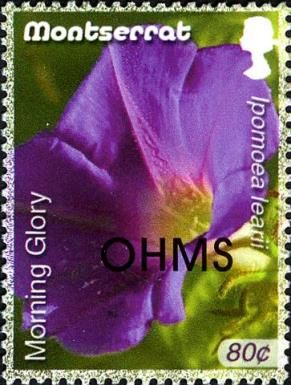 Morning Glory (Ipomea learii) - Overprinted