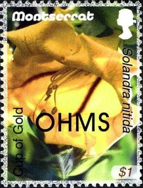 Cup of Gold (Solandra nitida) - Overprinted