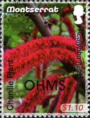 Chenille Plant (Acalypha hispida) - Overprinted