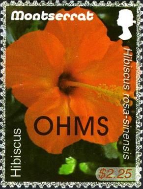 Hibiscus (Hibiscus rosa-sinensis) - Overprinted