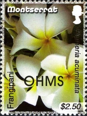 Frangipani (Plumeria acuminata) - Overprinted
