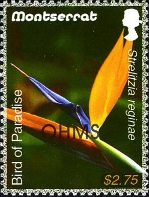 Bird of Paradise (Strelitzia reginae) - Overprinted