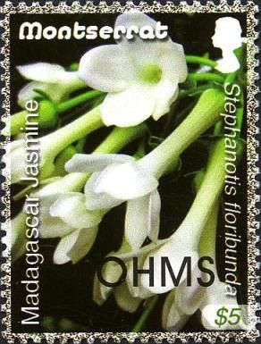 Madagascar Jasmine (Stephanotis floribunda) - Overprinted