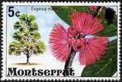 Malay Apple (Eugenia malaccensis)