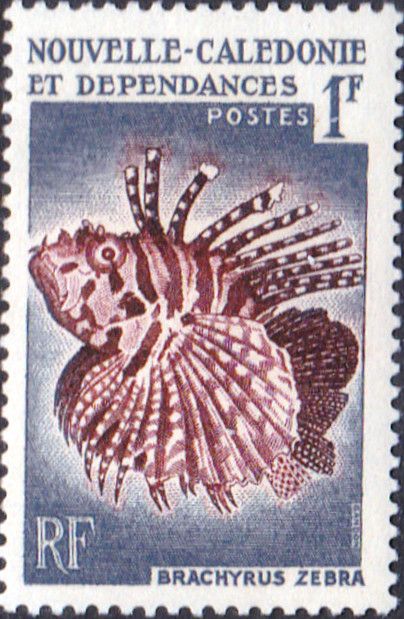 Zebra Lionfish (Dendrochirus zebra)