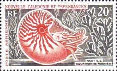 Bellybutton Nautilus (Nautilus macromphalus)
