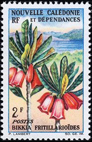 Bikkia fritillarioïdes