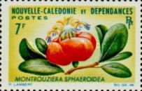 Montrouziera sphaeroidea