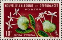 Ixora collina