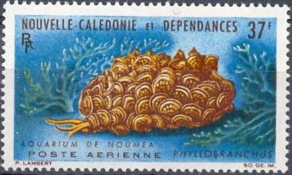 Sea Slug (Phyllobranchus or Phyllobranchillus orientalis)