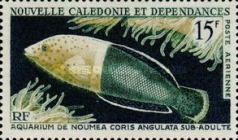 Clown Coris (Coris angulata) - subadult